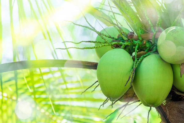 Fresh green Coconut fruit hanging from branch. Coconut tree garden and healthy food concept, group of Coconut, macro