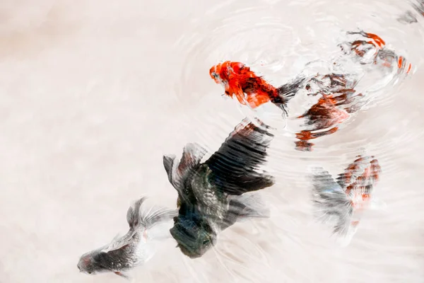 stock image blurred of goldfish swimming, for postcard, product background