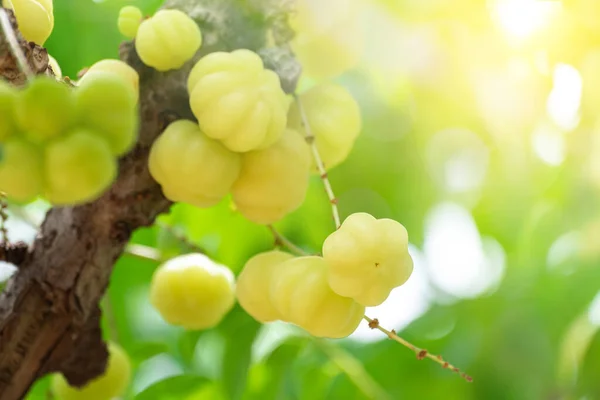 stock image Fresh star gooseberry fruit hanging from branch. star gooseberry tree garden and healthy food concept, group of star gooseberry, macro