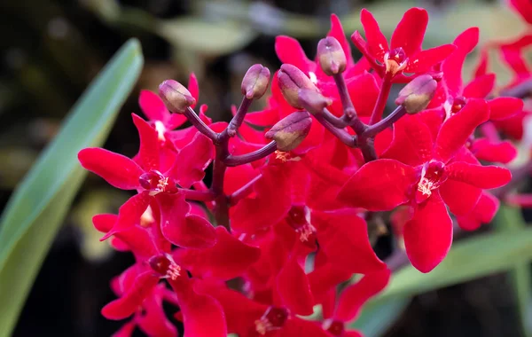 Red Orchid flower in orchid garden at winter or spring day. Orchid flower for postcard beauty and agriculture design. Beautiful orchid flower in garden, in full bloom in farm