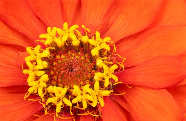 Blisko Pyłek Ainnia Kwiat Pojedynczy Kwiat Pomarańczy Kwiat Cynnii Kwitnący — Zdjęcie stockowe