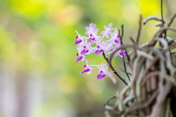 Small Orchid flower in orchid garden at winter or spring day. Orchid flower for postcard beauty and agriculture design. Beautiful orchid flower in garden, in full bloom in farm
