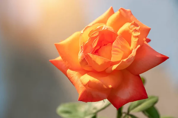 冬天或春天 花园里美丽的橙花 美丽的玫瑰为明信片的美感和农业设计 阳光下自然模糊的背景 宏观的 有选择的焦点 — 图库照片