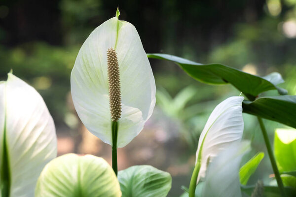 White Peace lily flower in garden at winter or spring day. Beautiful Peace lily flower for postcard beauty and agriculture design, on green nature blur background, macro, plant home,selective focus point