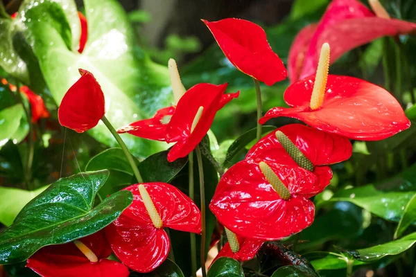 Flor Antúrio Vermelho Jardim Inverno Dia Primavera Bela Flor Anthurium — Fotografia de Stock