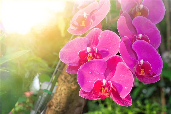 Purple Orchid flower in orchid garden at winter. Orchid flower for postcard beauty and agriculture design. Beautiful orchid flower in garden, in full bloom in farm, on green nature blur background,Phalaenopsis orchid