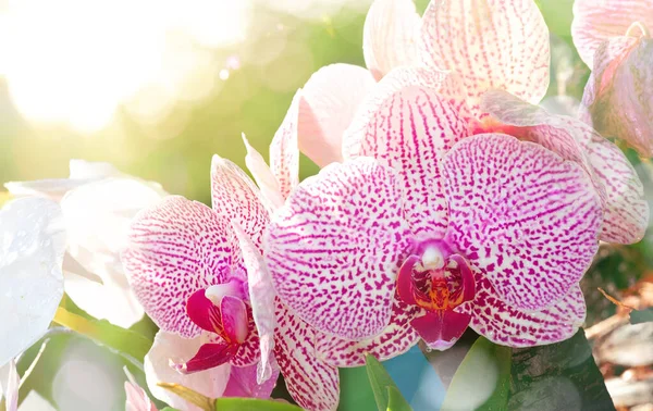 Belle Fleur Orchidée Phalaenopsis Dans Jardin Orchidée Hiver Fleur Orchidée — Photo