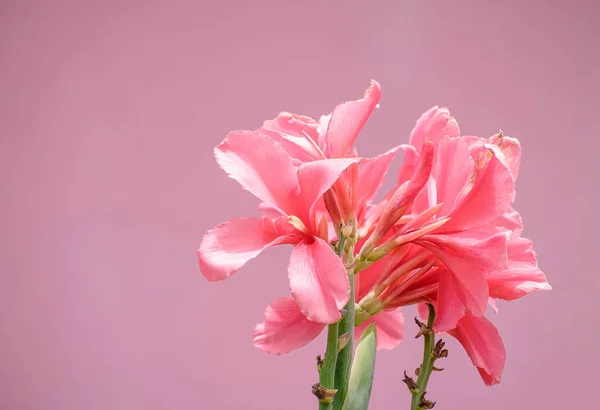 Piękny Różowy Kwiat Canna Izolowane Różowym Tle — Zdjęcie stockowe