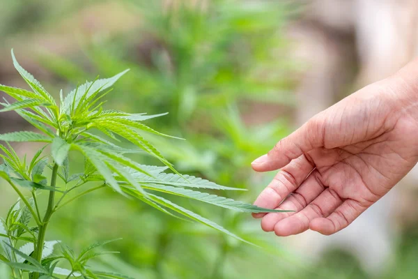 stock image Hand holding green cannabis leaf in cannabis garden. Shallow depth of field and blurred background. Close-up