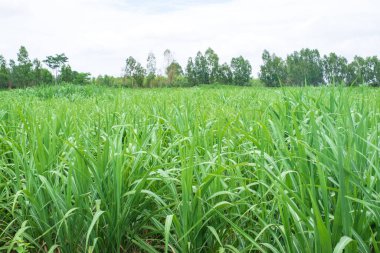 Sugarcane, in sugarcane fields in the rainy season, has greenery and freshness. Shows the fertility of the soil