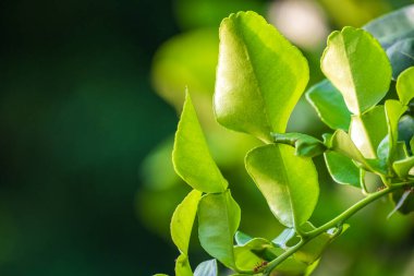 Sabah güneşli daldan taze yeşil bergamot yaprağı. Bergamot ağacı bahçesi ve sağlıklı gıda konsepti, makro