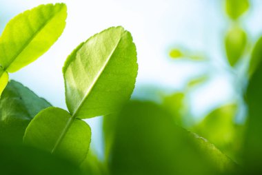Sabah güneşli daldan taze yeşil bergamot yaprağı. Bergamot ağacı bahçesi ve sağlıklı gıda konsepti, makro