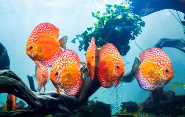 Renkli disk grubu (pompadour balığı) akvaryumda yüzüyor. Symphysodon aequifasciatus Güney Amerika 'daki Amazon Nehri' ne özgü Amerikan cichlidleridir..