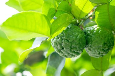 Dala asılı taze yeşil bergamot meyvesi. Bergamot ağacı bahçesi ve sağlıklı gıda konsepti, bir grup bergamot, makro