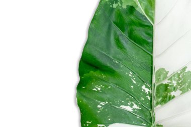 Alocasia makro hizos çeşitlendirilmiş yapraklar beyaz arkaplan whit kırpma yolu izole