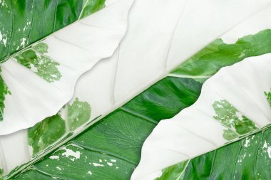 Alocasia makro hizos çeşitlendirilmiş yapraklar beyaz arkaplan whit kırpma yolu izole