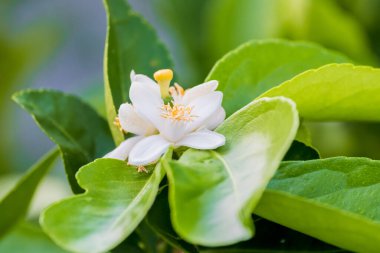 Limon çiçekleri, ağaçtaki limon çiçekleri yeşil yaprakların arasında bulanık arka plan.