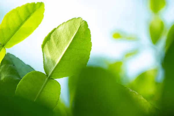 Fresh Green Bergamot Leaf Branch Morning Sunshine Bergamot Tree Garden — Stock Photo, Image