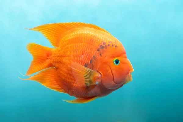 Изолированная Рыба Аквариум Красный Попугай Красочная Пресноводная Рыба Популярная Доме — стоковое фото
