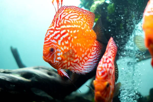 Colorful Discus Pompadour Fish Swimming Fish Tank Symphysodon Aequifasciatus American — Stock Photo, Image