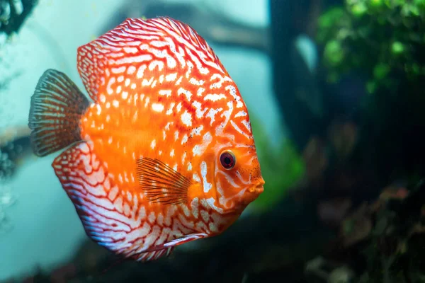 Colorful Discus Pompadour Fish Swimming Fish Tank Symphysodon Aequifasciatus American — Stock Photo, Image