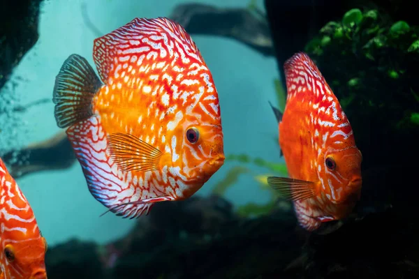 Kleurrijke Discus Pompadour Vissen Zwemmen Een Aquarium Symphysodon Aequifasciatus Een — Stockfoto