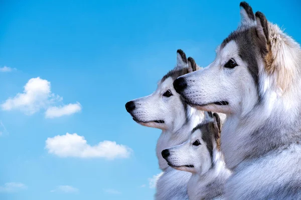 Tre Sibiriska Husky Hund Isolad Blå Himmel Bakgrund — Stockfoto