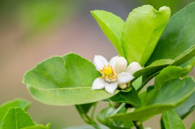 Sabah su damlası ile taze limon çiçekleri, yeşil yaprakların arasındaki ağaçta limon çiçekleri bulanık arka plan