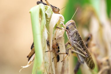 Çekirge Patanga zevkle bir yaprak yiyor, Patanga Grasshopper çiftliğinde çim asıyor.