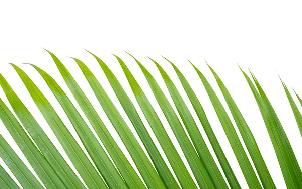 Fresh Green Leaf Palm Leaf Tree Plam Leaf Coconut Leaf — Stock Photo, Image