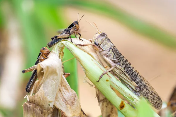 stock image Grasshopper Patanga eating a leaf with gusto, Patanga on hanging grass in Grasshopper farm