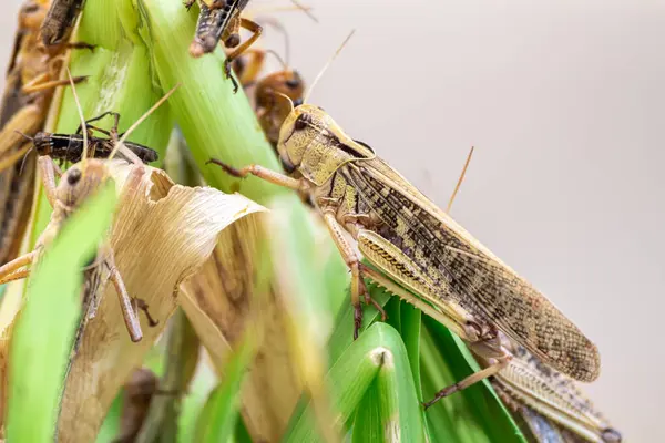 Grasshopper Patanga Eet Een Blad Met Gusto Patanga Hangend Gras — Stockfoto