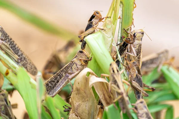 Çekirge Patanga zevkle bir yaprak yiyor, Patanga Grasshopper çiftliğinde çim asıyor.