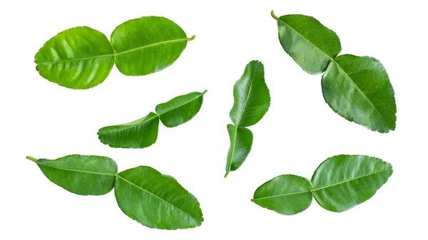 Skupina Zelené Bergamot List Izolované Bílém Pozadí Lime List Lemon — Stock fotografie