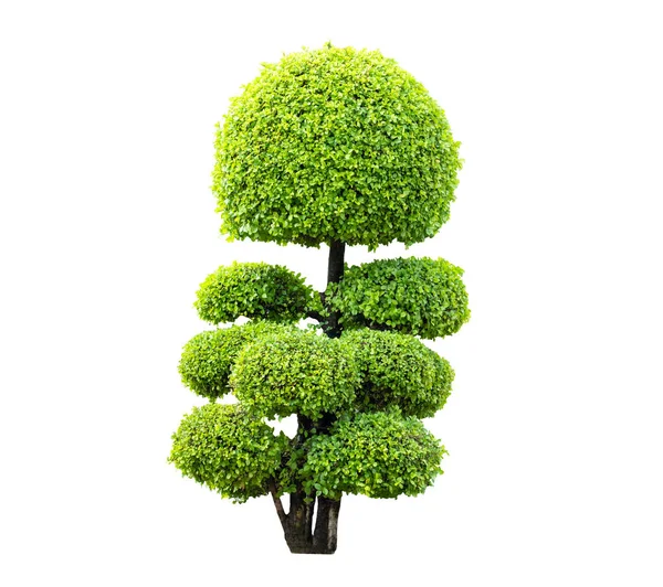 Fresh Green Streblus Asper Lour Adecuado Para Decoración Del Jardín — Foto de Stock
