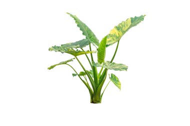 Alocasia macrorrhizos veya Giant Taro veya dev alocasia, Arum familyasından sarı ve yeşil yapraklı ve beyaz arka planda kırpma yolu ile izole edilmiş bir tropik bitki türüdür.