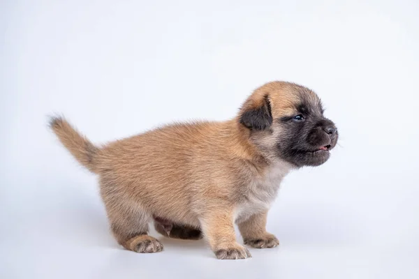 可爱的幼犬刚出生时 背景为白色 体形为棕色 体形为棕色 — 图库照片