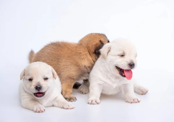 Nettes Neugeborenes Von Welpen Hund Isoliert Auf Weißem Hintergrund Gruppe — Stockfoto