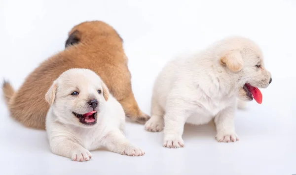 从白色背景分离的幼犬幼犬幼犬 一组幼犬 白色和棕色 — 图库照片