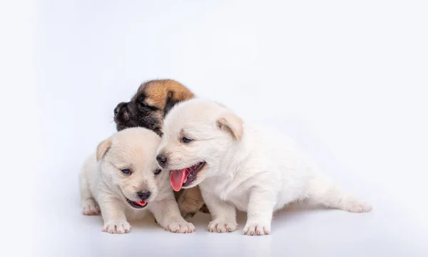 Lindo Recién Nacido Cachorro Perro Aislado Sobre Fondo Blanco Grupo —  Fotos de Stock