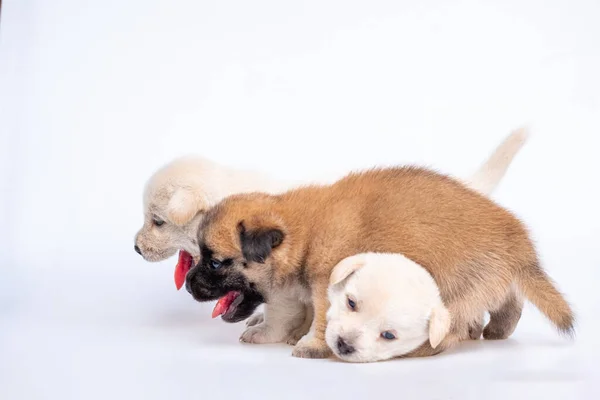 从白色背景分离的幼犬幼犬幼犬 一组幼犬 白色和棕色 — 图库照片