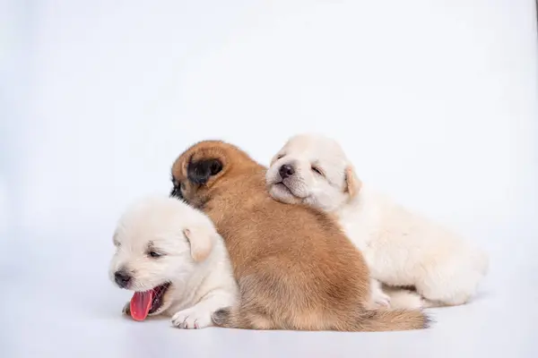 从白色背景分离的幼犬幼犬幼犬 一组幼犬 白色和棕色 — 图库照片