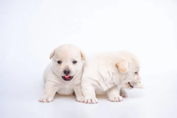 Roztomilý Novorozenec Štěňátka Psa Izolované Bílém Pozadí Skupina Malých Štěňat — Stock fotografie