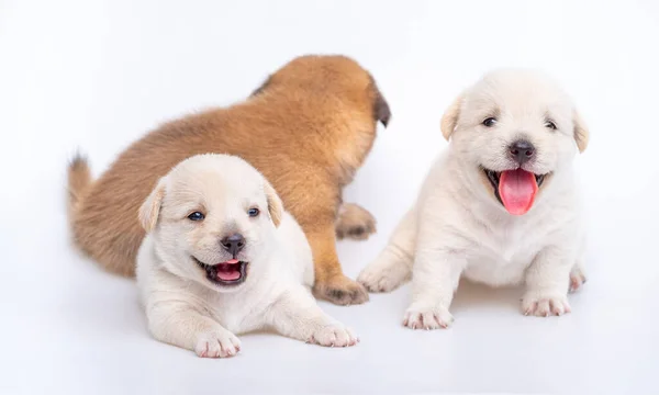 배경에 고립된 강아지의 귀여운 강아지 흰개와 — 스톡 사진