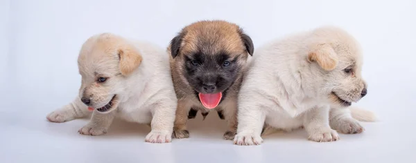 Lindo Recién Nacido Cachorro Perro Aislado Sobre Fondo Blanco Grupo — Foto de Stock