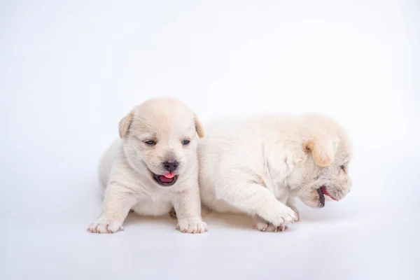 Cute Newborn Puppy Dog Isolated White Background Group Small Puppy — Stock Photo, Image