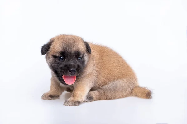 可爱的幼犬刚出生时 背景为白色 体形为棕色 体形为棕色 — 图库照片