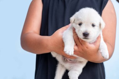 Siyah gömlekli kız, beyaz köpek tutuyor, köpekle oynayan çocuk, köpek yavrusu, evcil hayvan.