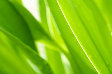 Arka planda doğal yeşil bitkiler manzarası, ekoloji, taze duvar kağıdı kullanarak bahçede yeşil yaprağın bulanık yeşil arkaplan üzerindeki doğal görünümü