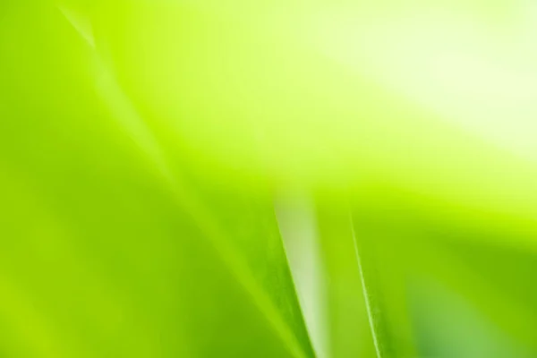 Stock image Nature view of green leaf on blurred greenery background in garden with copy space using as background natural green plants landscape, ecology, fresh wallpaper